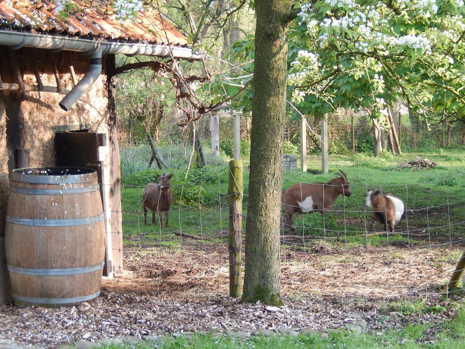 Stro-lemen stal met weide