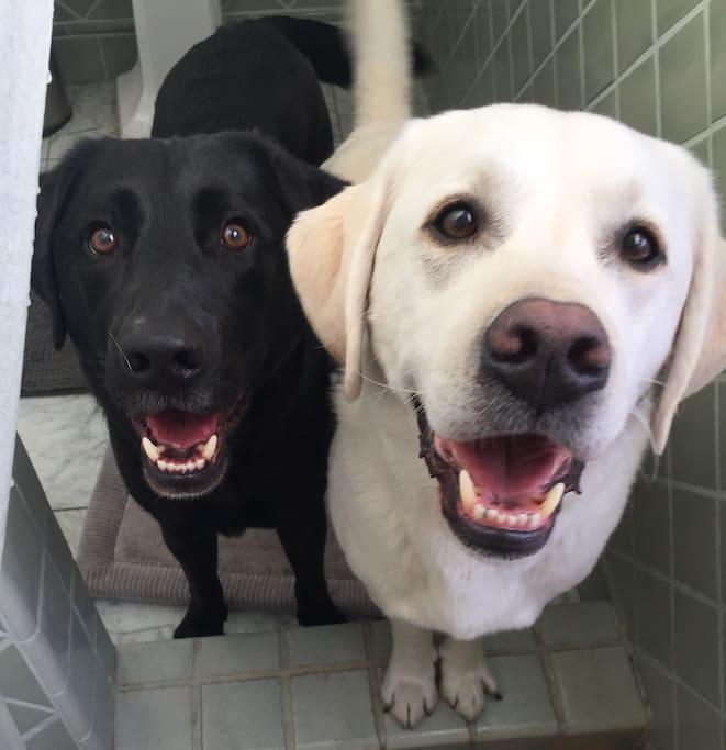 Our Dogs