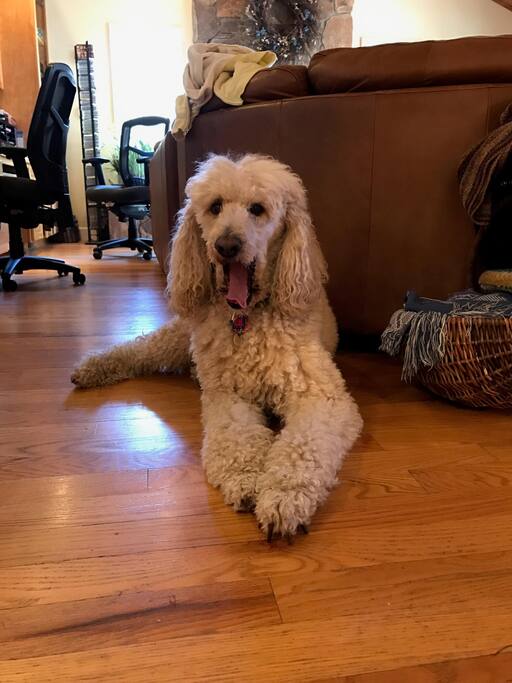 Tye our Standard Poodle