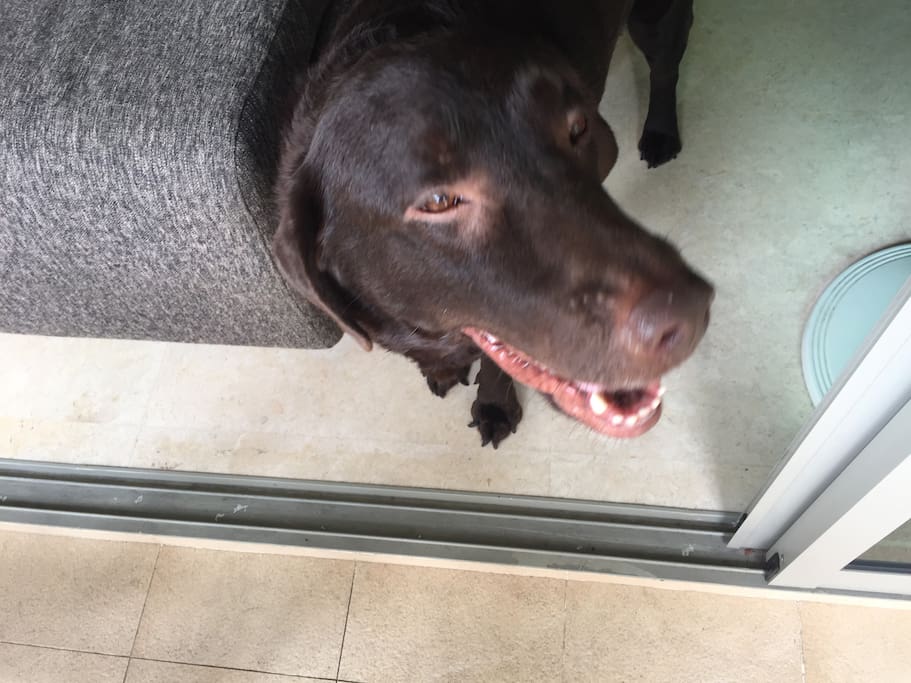House Dog #2