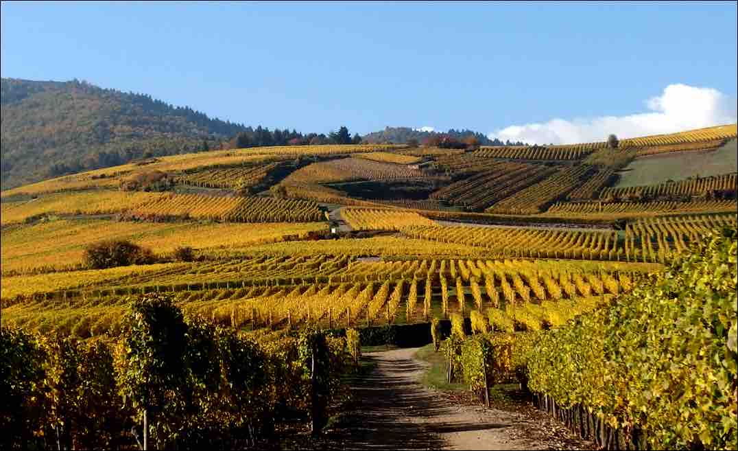 A scenic view of rolling vineyards is captured, showcasing neatly arranged rows of grapevines adorned with vibrant autumn leaves. A winding path leads through the lush landscape, framed by distant hills under a clear blue sky.