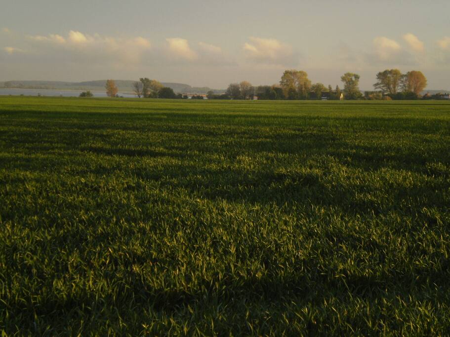 Blick auf Steinkoppel