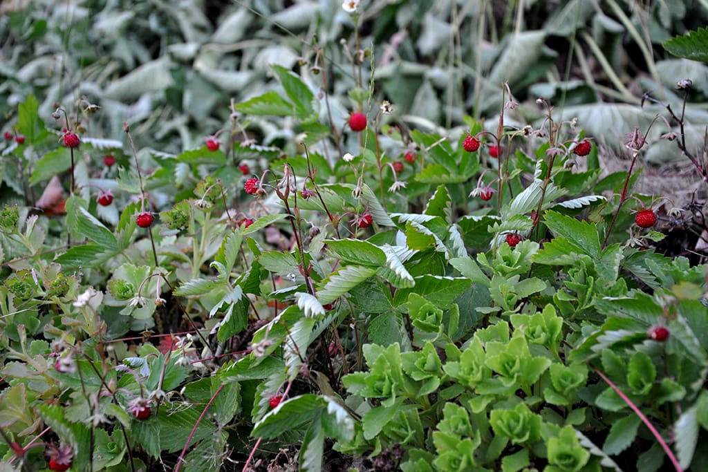 There is plenty of strawberries and blueberries in the garden