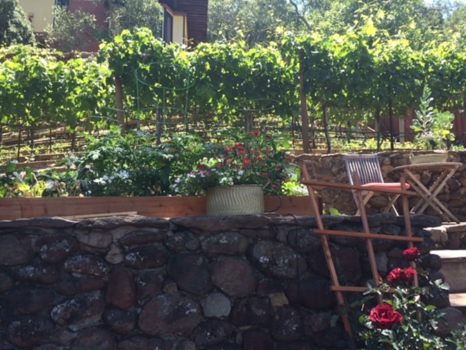 Vines & Herbs