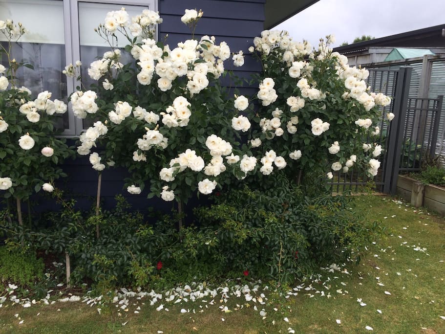 Iceberg roses in the front garden.