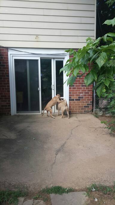 doggie door to fenced yard