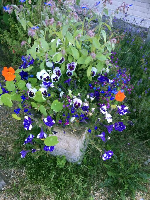 Lots of flowers to welcome you