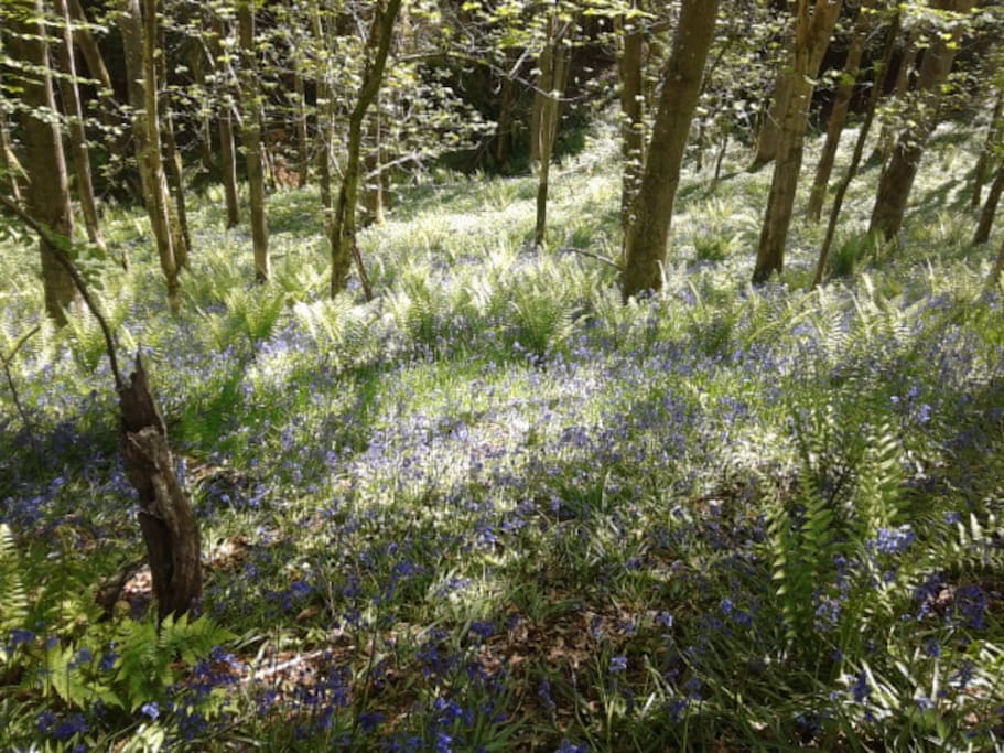 Bluebells in the wood in Bircher common