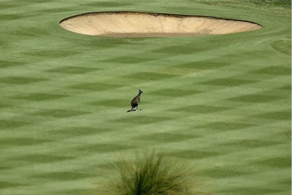 Play golf at Lake Karrinyup amongst the kangaroos.