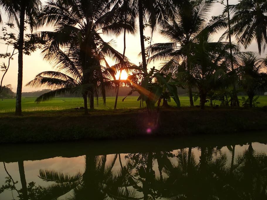 The rice paddy view from the balcony