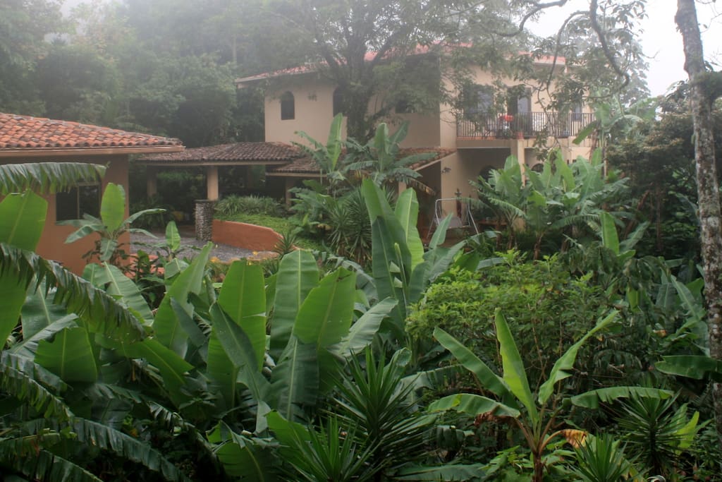 The Hacienda Bed and Breakfast is located in a banana forest