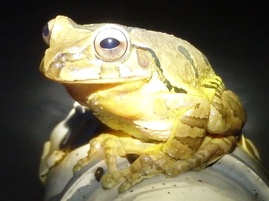 Rana