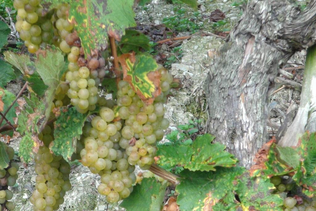 Moselwein