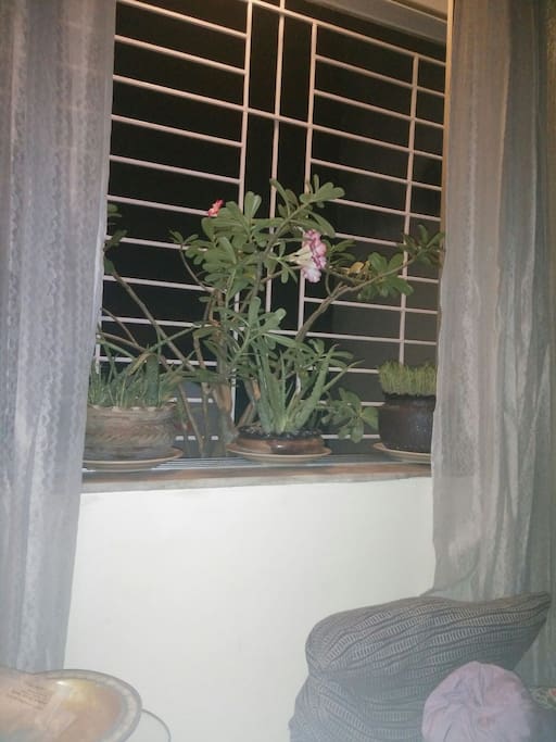 drawing window garden