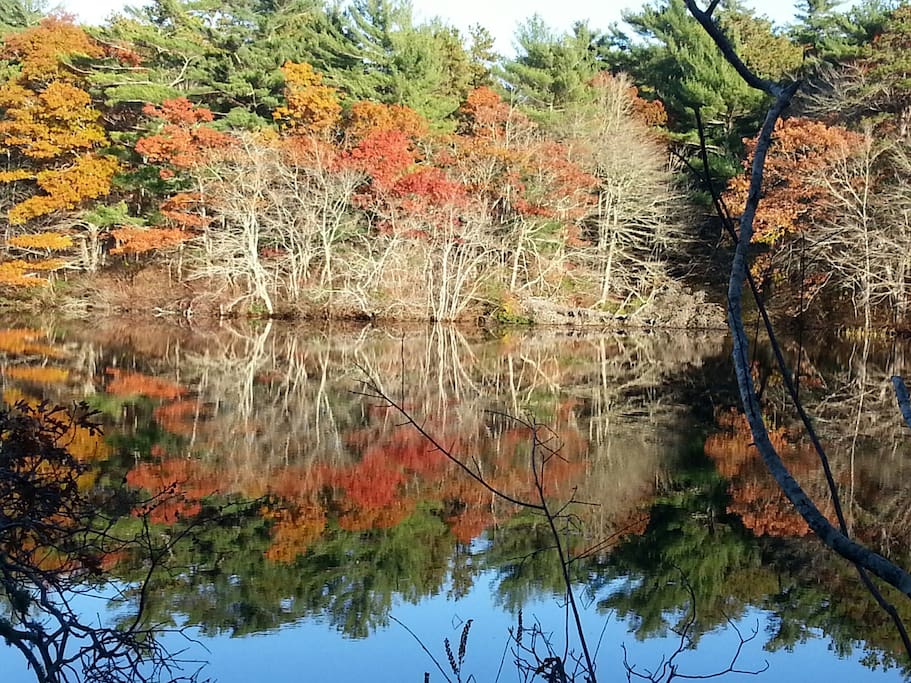 Fall colors: view of the Conservation Area across our pond.