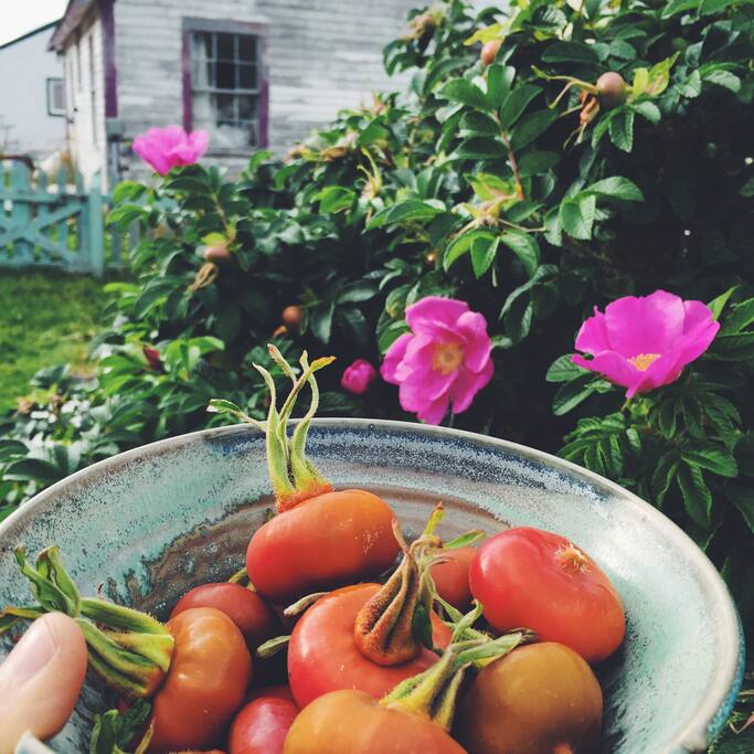 Rose hips aplenty in the late fall.
