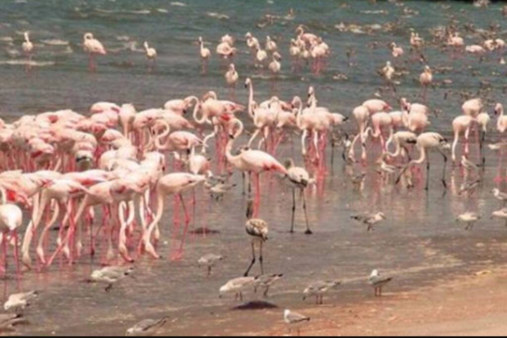 Some of the things you can expect to see at the lagoon