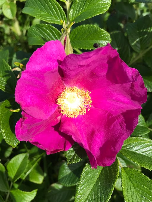 Rosehip
