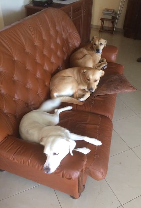 Our three inside dogs :)