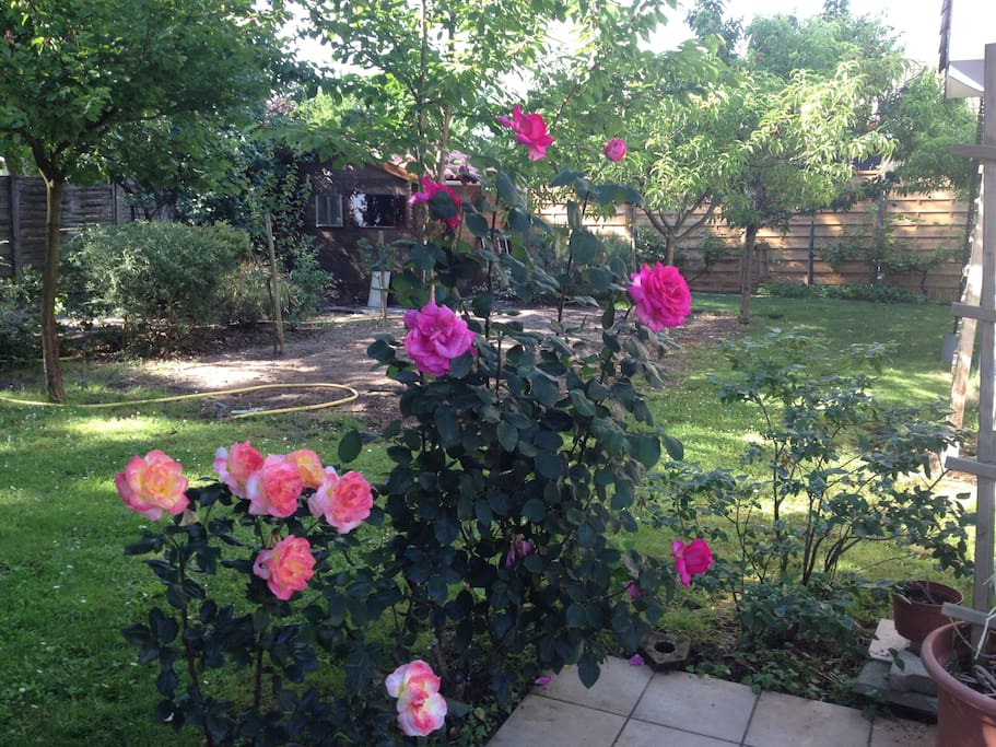 Jardin arboré