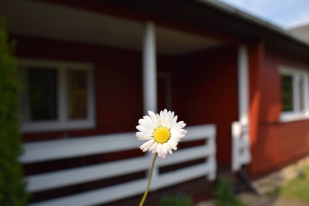 Gänseblümchen