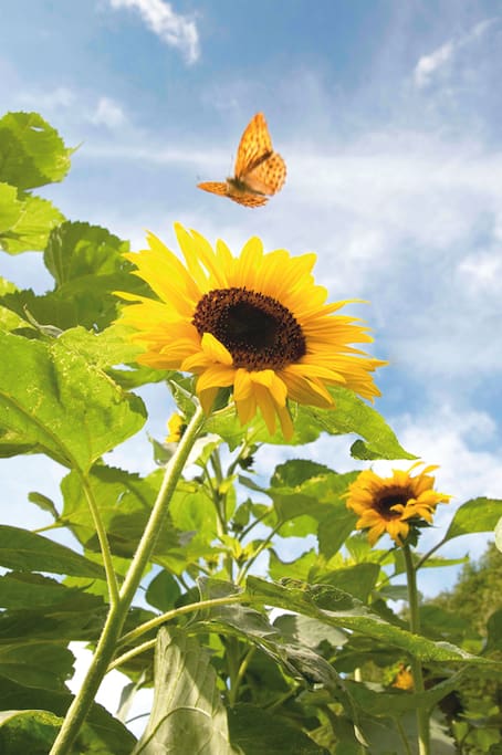 girasole della nostra campagna