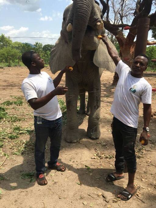 Excursion aver les elefants