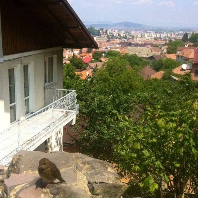View from the back garden