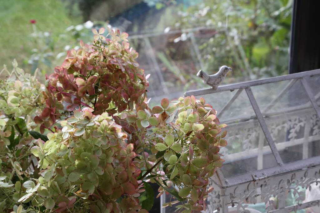 Hydrangeas