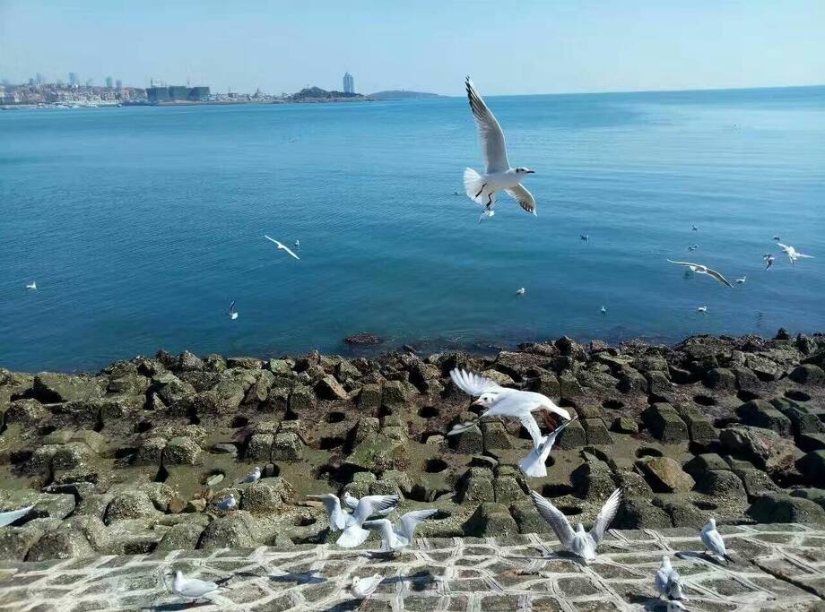 飞翔滴海鸥。。。