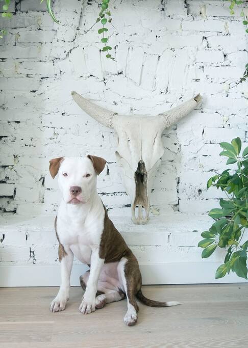 Our dog