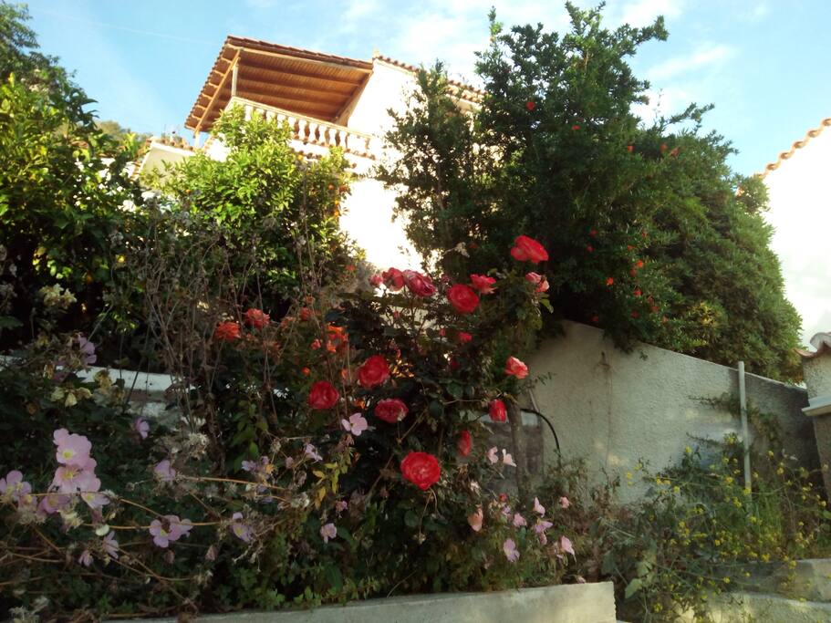 Garden in springtime