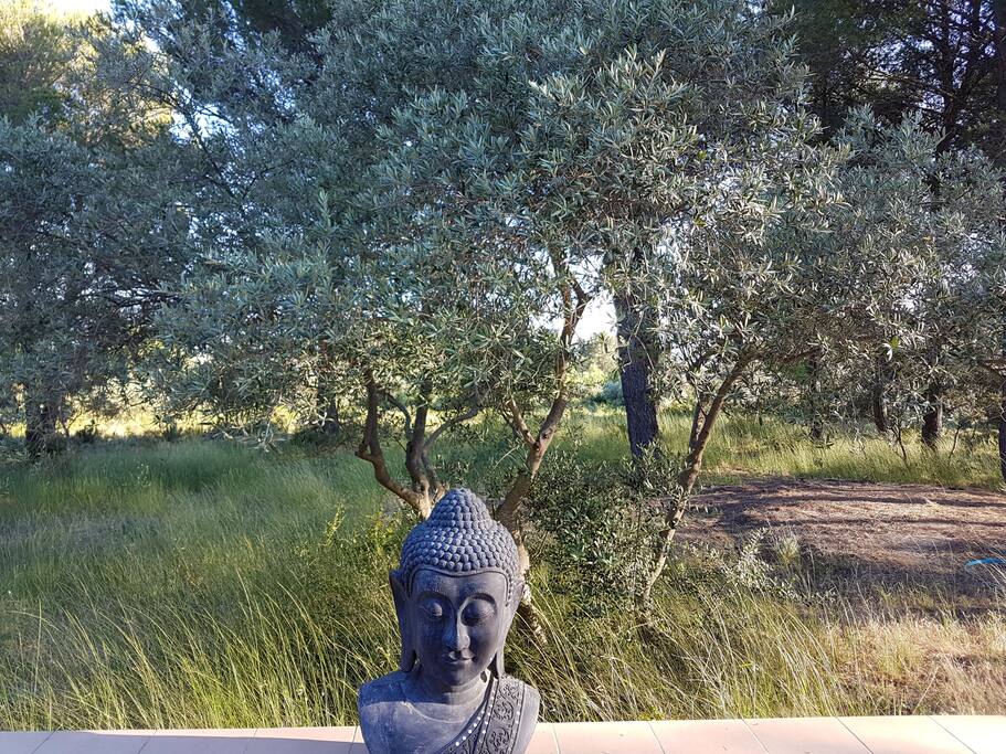 jardin