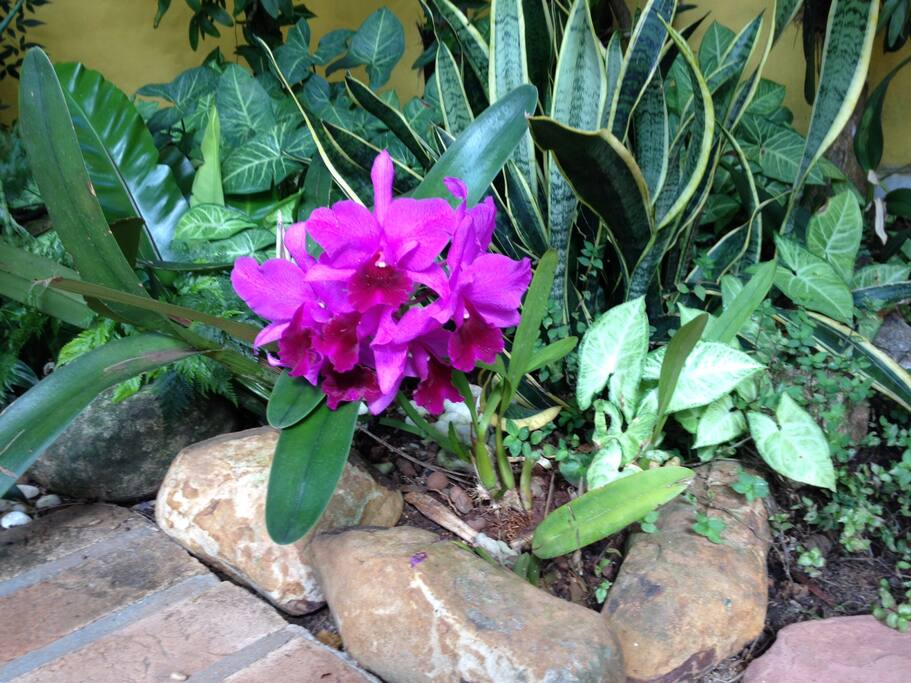 Jardim