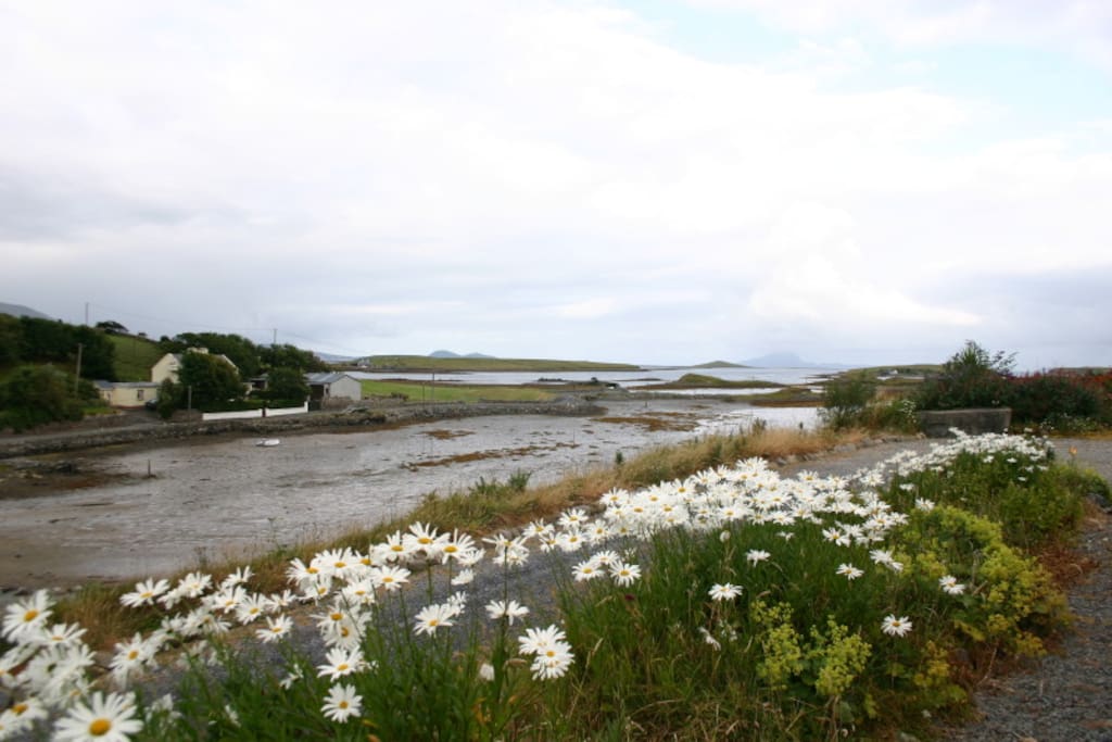 From The Front window
- Tide is out!