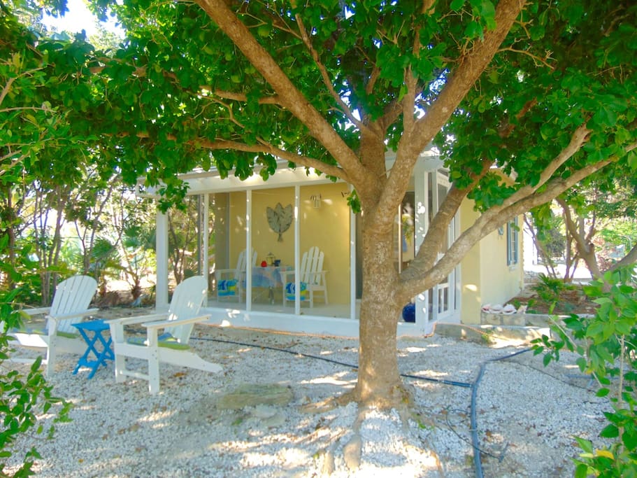 Two South Beach Chairs with cushions under the mature tree provide shade to relax in the warm tropical breeze. There is also a double hammock.