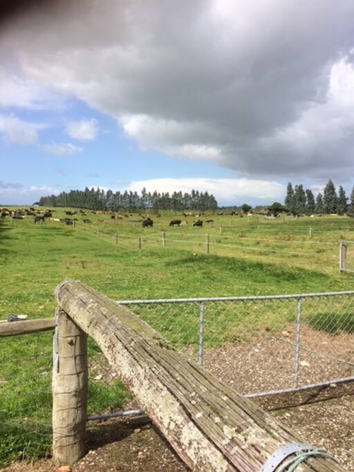 Milking cows close by