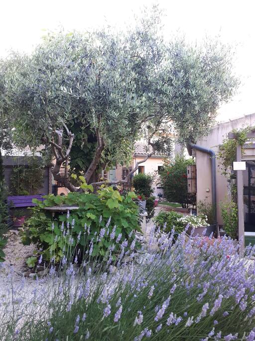 Jardin aux odeurs de lavandin!