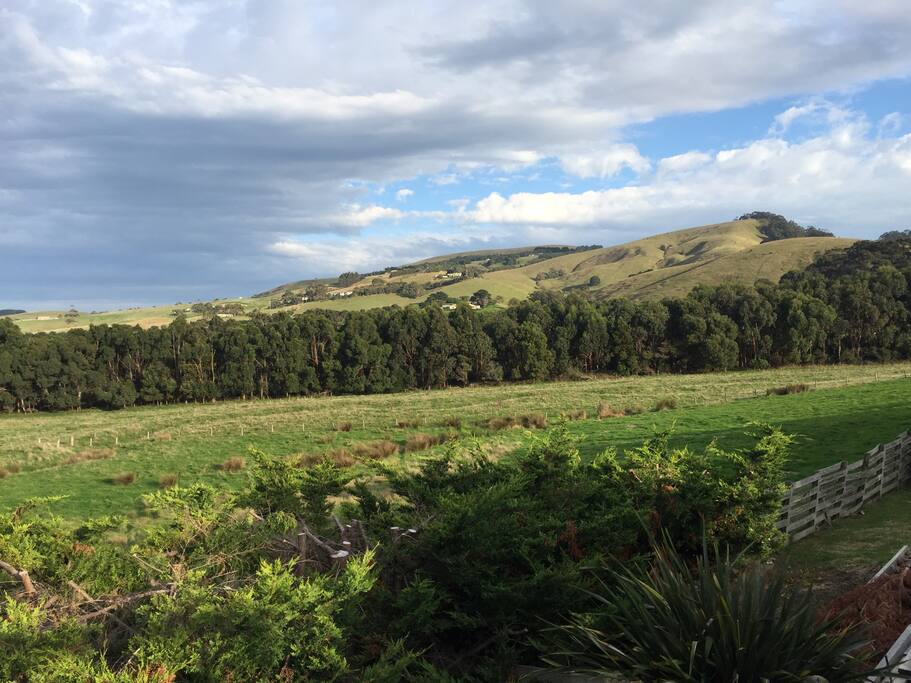 This is the actual view from back deck. Enjoy waking up to the sound of the cows and sheep grazing with a resident kookaburra sitting there with you while you enjoy breakfast.