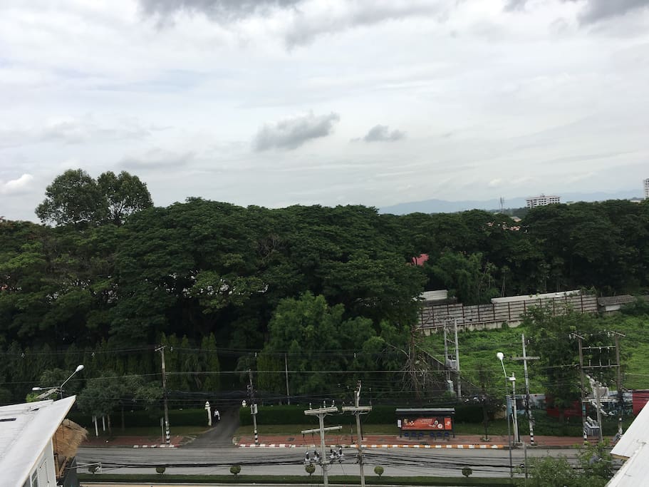 A serene view from the living room