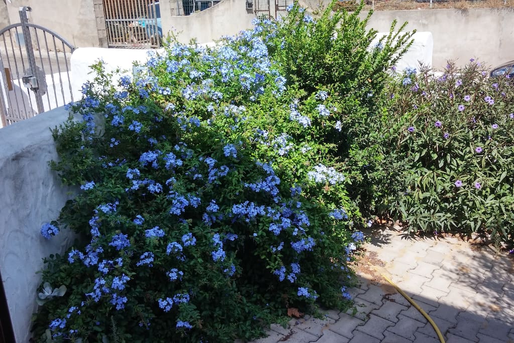 La palazzina ha un piccolo giardino con tanti fiori