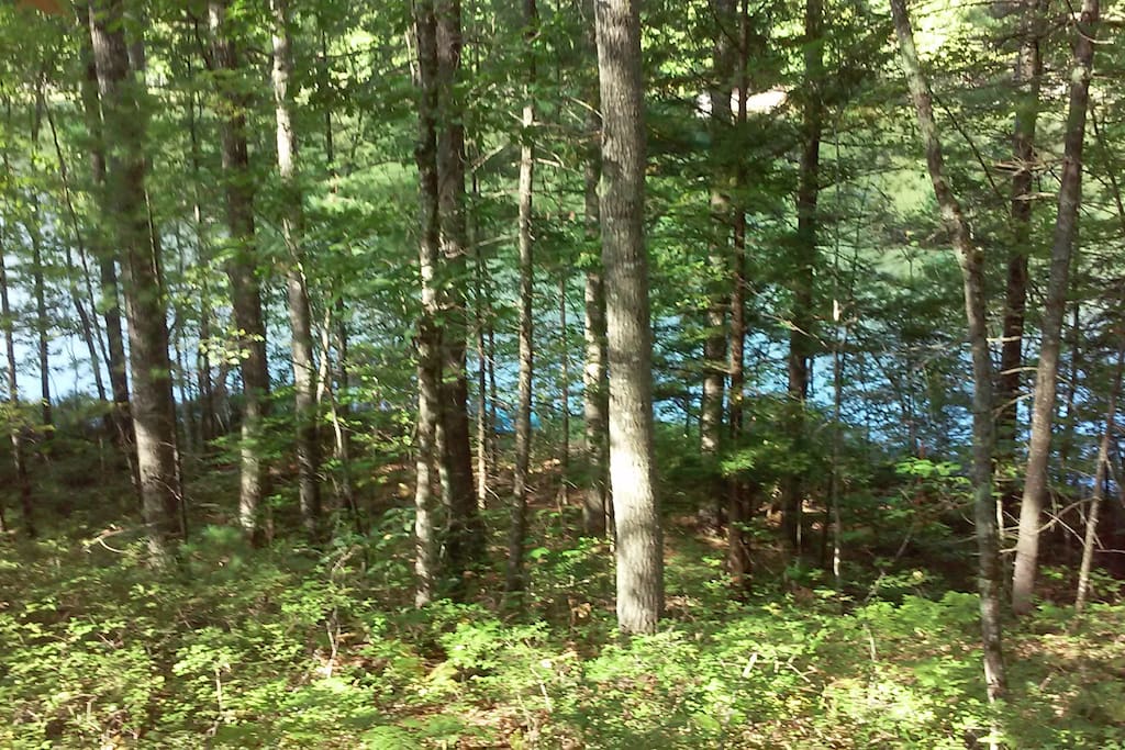Pond on your doorstep