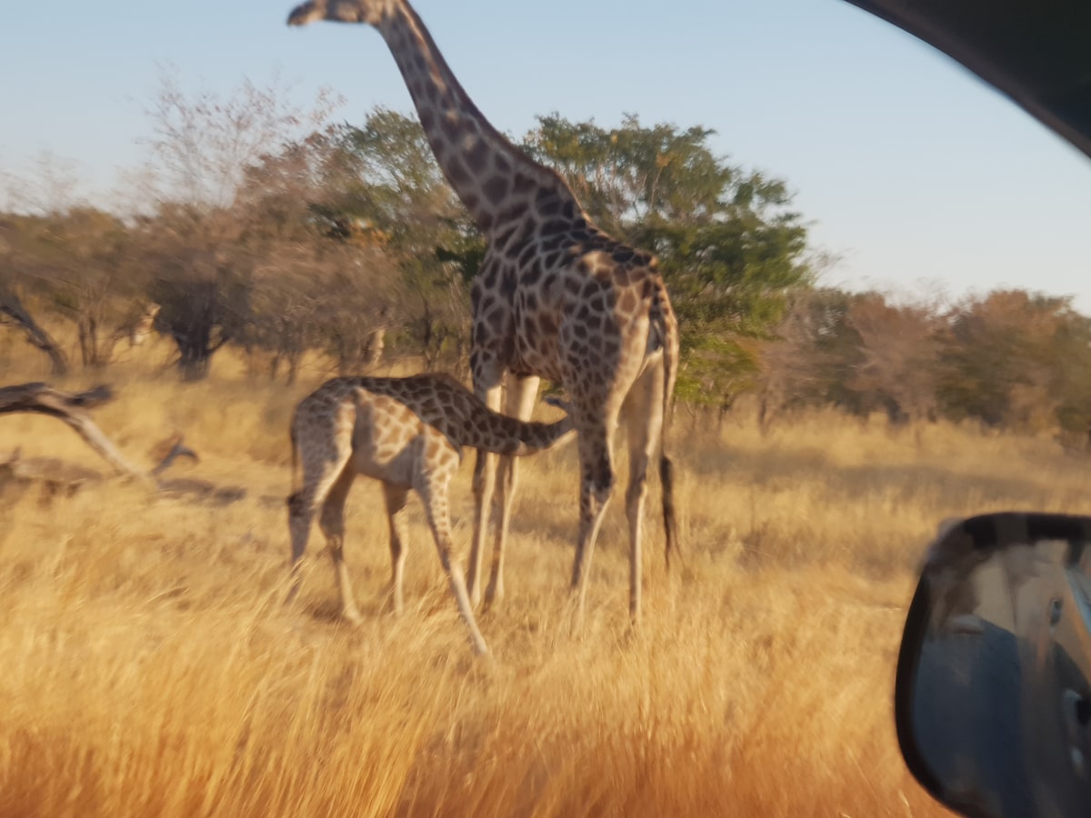 A pair of giraffes are visible in a grassy area, with one adult giraffe standing tall next to a young calf. The scene captures the natural habitat, featuring dry grass and scattered trees under a clear blue sky. A vehicle's side mirror is partially in frame.