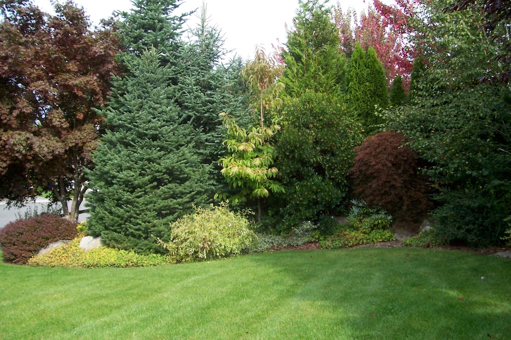 Front yard