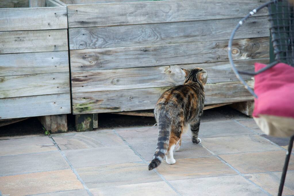 Felines prowling