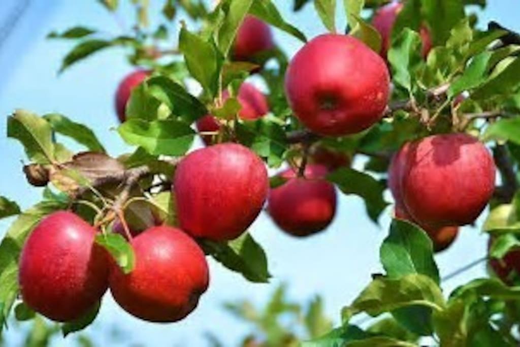 Our two heritage orchards yield abundant harvests of apples, pears, and peaches.