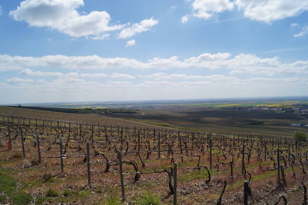 Nous proposons sur demande une découverte du terroir.
Point de vue sur le vignoble