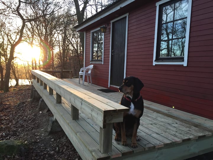 Happy Dogs Ranch-Cabin,  Nature Retreat