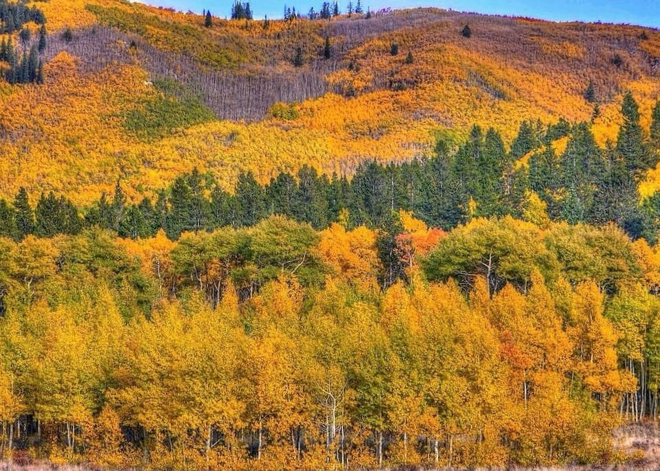 Kenosha Pass, CO, 30 minutes from Stellar Log Cabin. Cabin is surrounded by an aspen forest, as well.