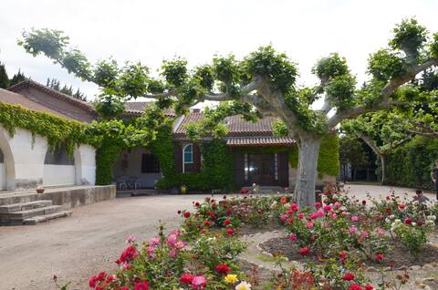 Provencal Mas in the heart of the Alpilles